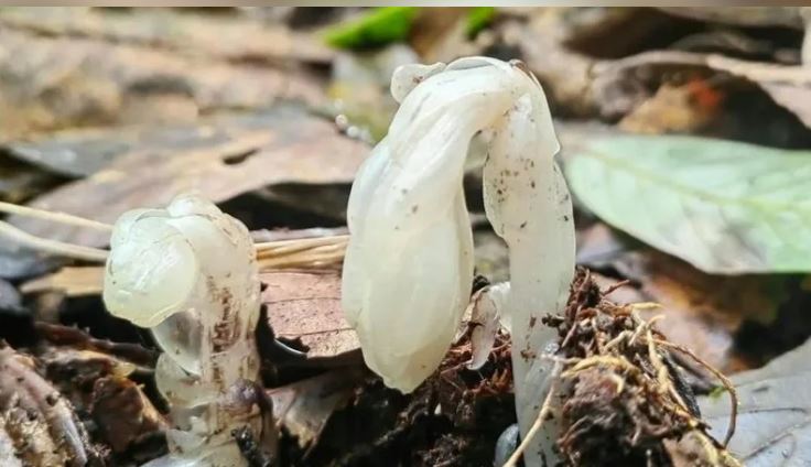 拼盘 武侠小说中可起死回生的仙草? 云南发现“冥界之花”