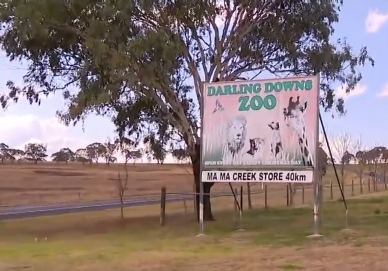 拼盘 澳女动物园观看喂狮遭袭 园方:狮子不会受罚