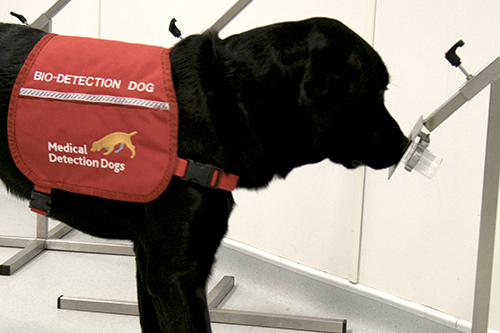 狗狗鼻子比仪器准？研究：狗狗嗅出帕金森氏症 准确率达98％