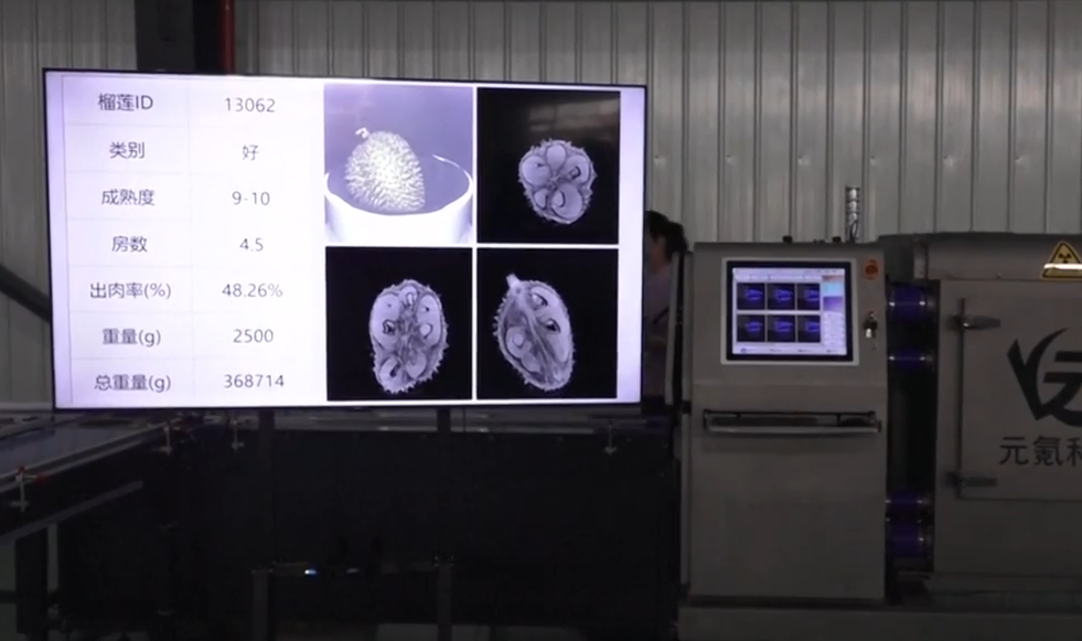 拼盘 琼AI榴梿质检员 四秒精准识别品质