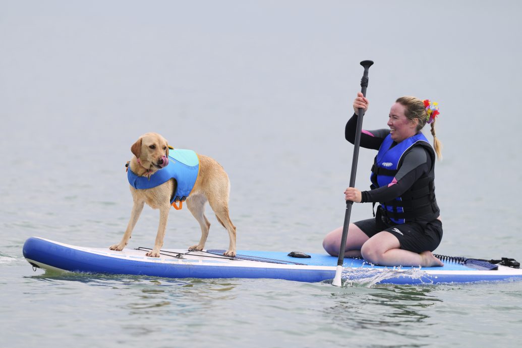 拼盘 英国普尔狗狗冲浪大赛