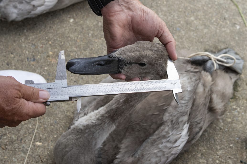 拼盘 英国泰晤士河展开“鹅口普查”