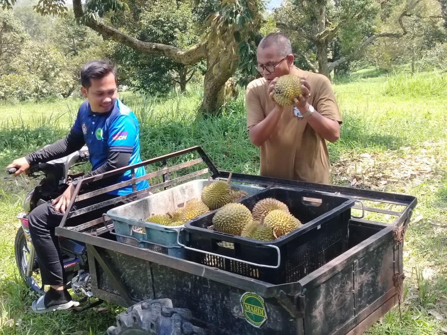 支付50令吉吃多个品种 江沙榴梿节反应热烈