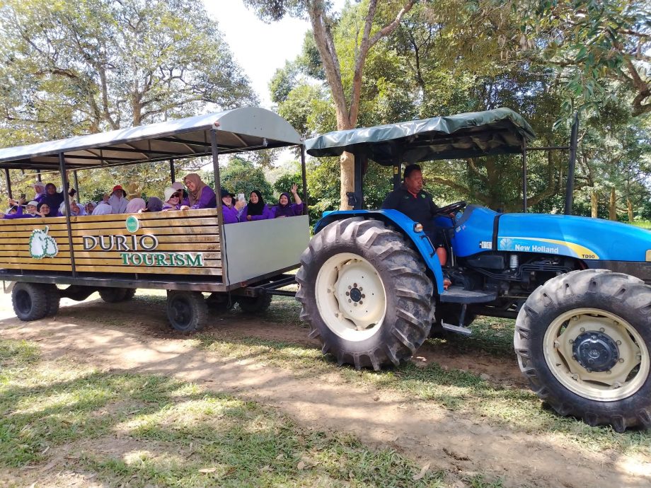 支付50令吉吃多个品种 江沙榴梿节反应热烈