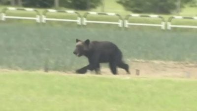 日本北部又见熊踪 女子高球赛开幕赛事取消