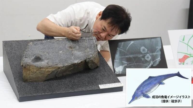 日本古生物史大发现 博物馆岩石竟藏2.2亿年鱼龙