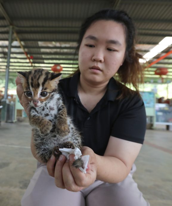 星角摄（28日刊）：濒临绝种的石虎