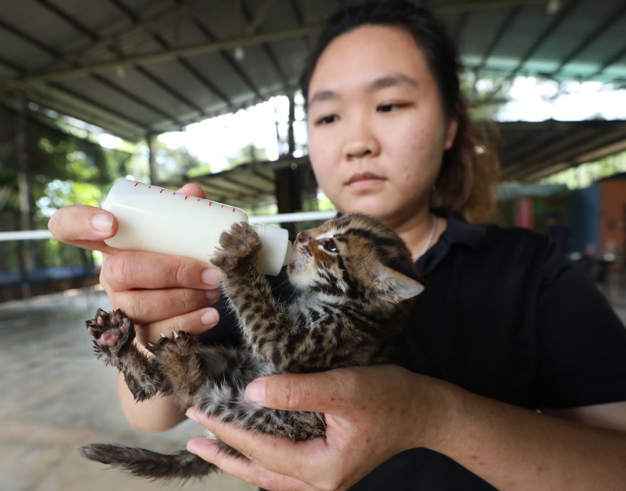星角摄（28日刊）：濒临绝种的石虎