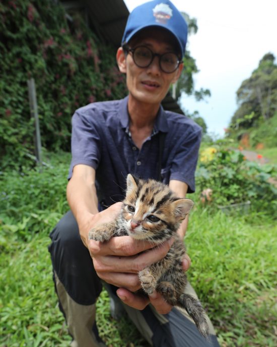 星角摄（28日刊）：濒临绝种的石虎