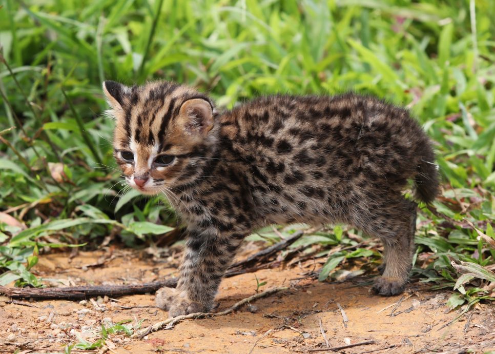星角摄（28日刊）：濒临绝种的石虎
