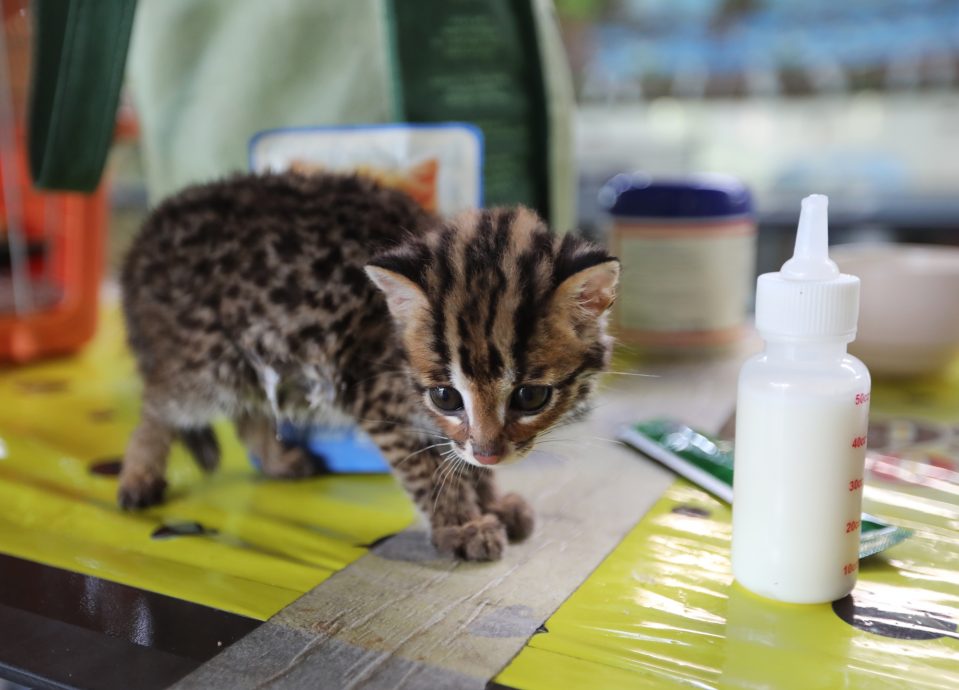 星角摄（28日刊）：濒临绝种的石虎