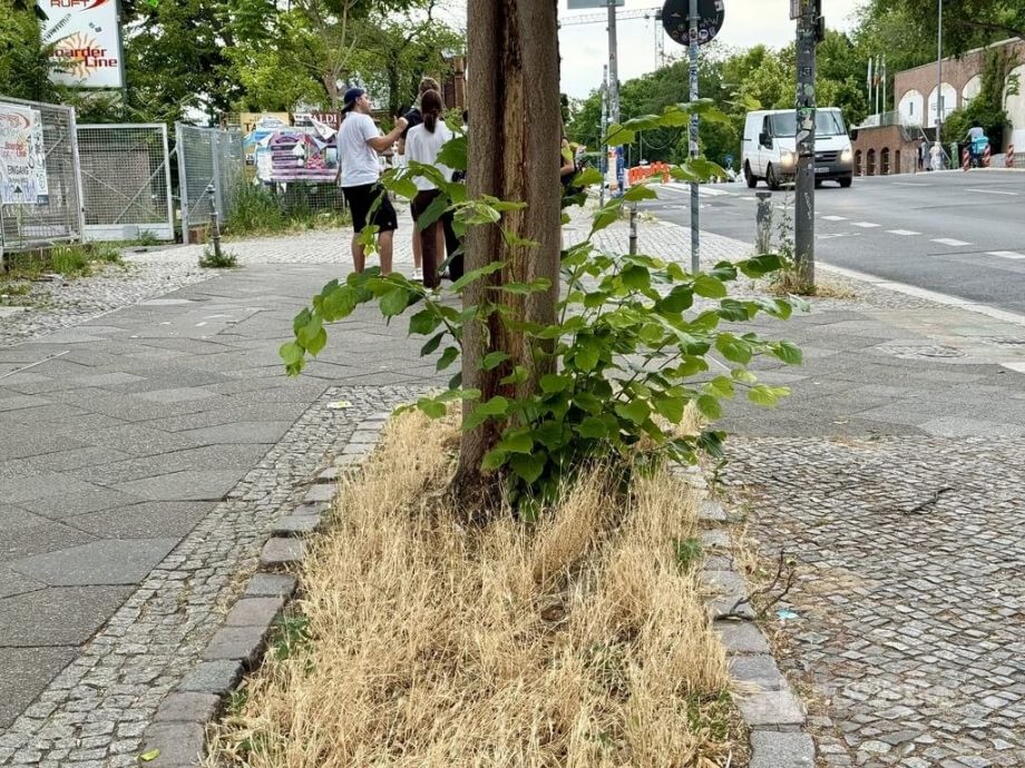 暖化加剧 德国种植“快餐树”为城市降温