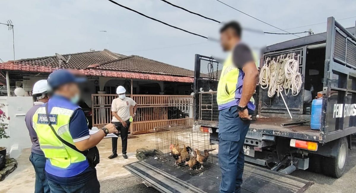 曼绒市会检举花园屋养鸡 充公10鸡 限令拆鸡寮