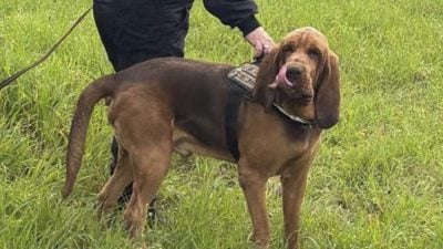 曾救出9条人命　英雄嗅探犬误食“塞满钉子香肠”遭报复杀害