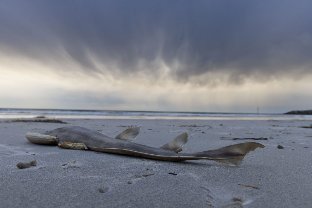有毒藻类肆虐澳洲 数百种海洋生物死亡