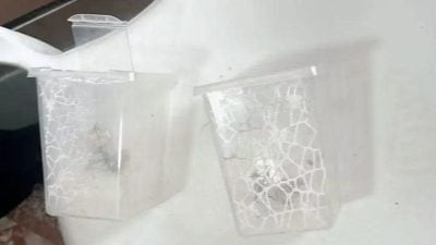 男子杀虫剂狂喷“蟑螂” 邻居跳出来怒怼：那是我的宠物！