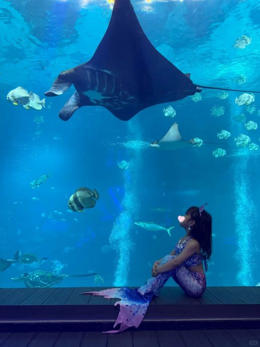 林峰一家游新加坡 为满足爱女愿望入住海底房