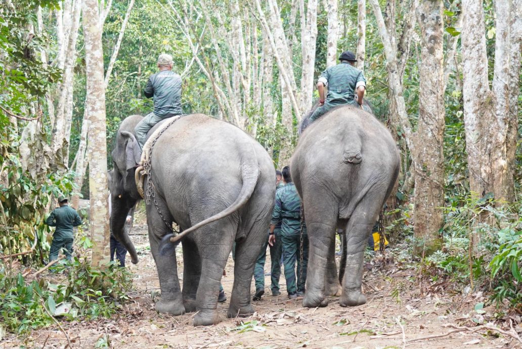 柔：大马半岛野生动物保护及国家公园局迁移5头野象 
