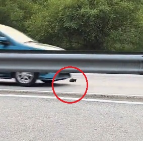 横跨大道救小猫 网民惊呼太危险！