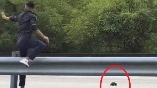 视频| 横跨大道救小猫 网民惊呼太危险！