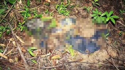 百乐草丛现尸骸 DNA证实为49岁失踪男