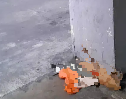 毒杀猫咪高空掷猫尸 公寓居民促当局严惩虐猫者