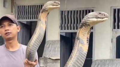 比人还大！印度男徒手抓超巨“眼镜王蛇”