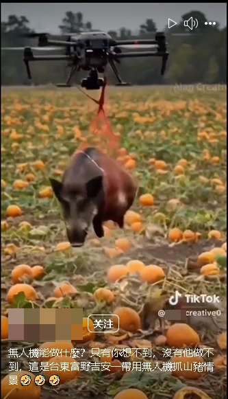 求真/无人机捕捉山猪?