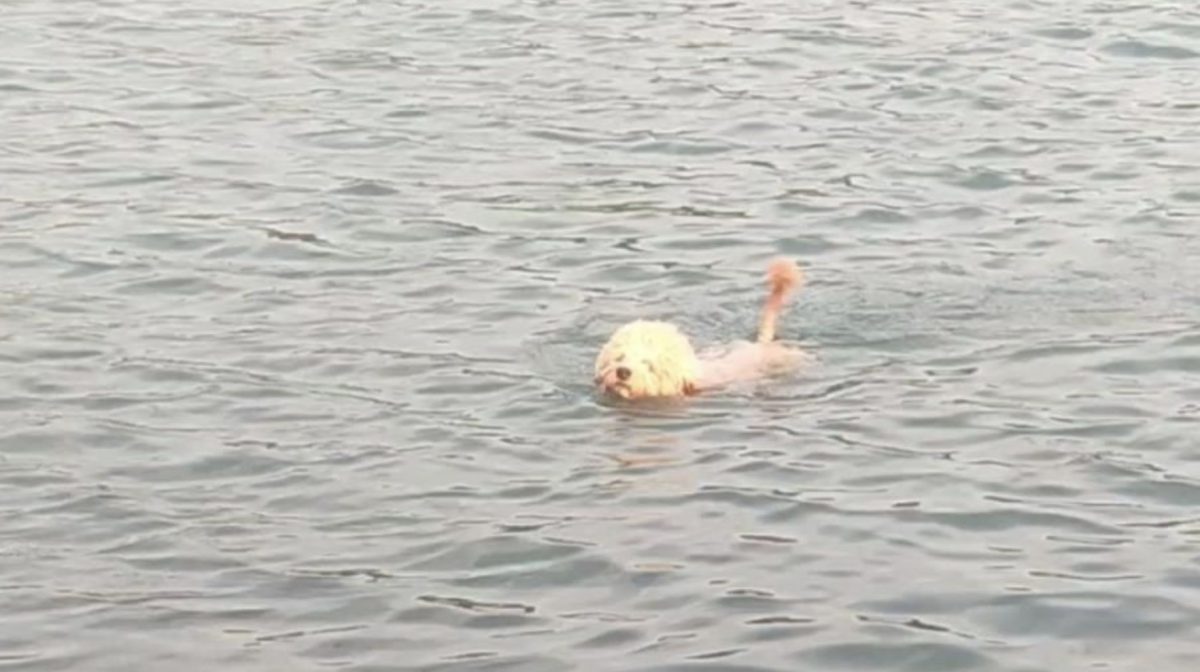 河南水库成“野泳乐园” 人游泳狗戏水无视“饮用水源地”标语