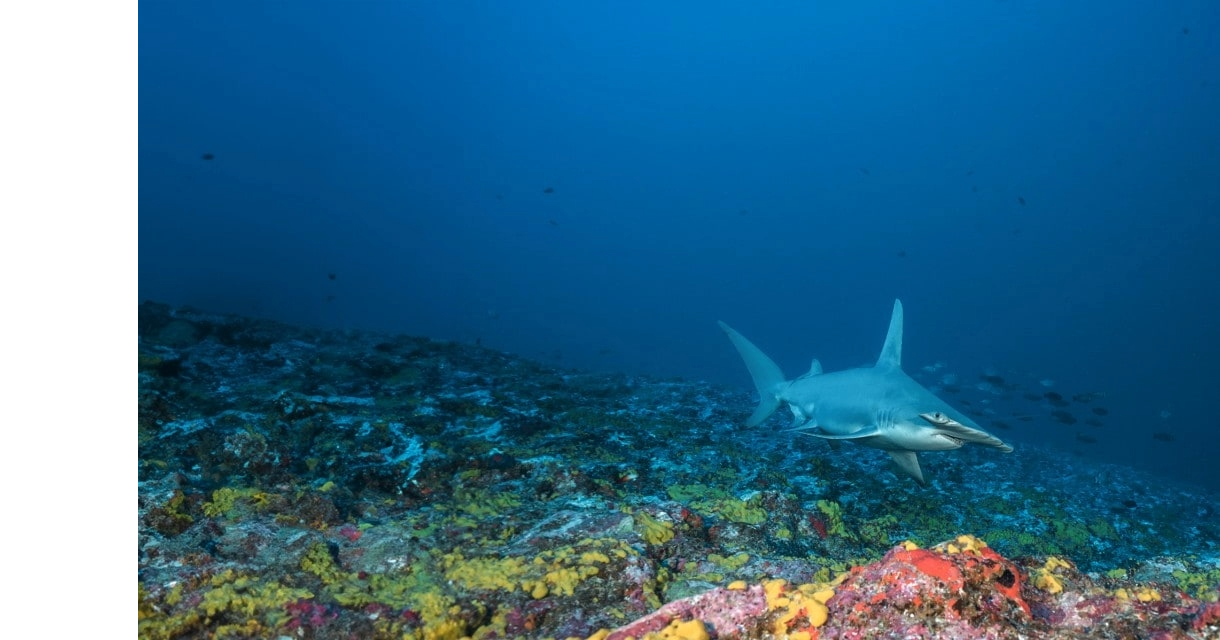 法属波利尼西亚惊传鲨鱼咬人 戏水7岁童受伤