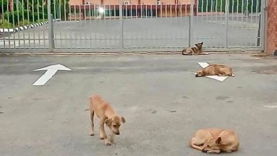 波中外流浪狗频追人 校长吁三管齐下解决问题