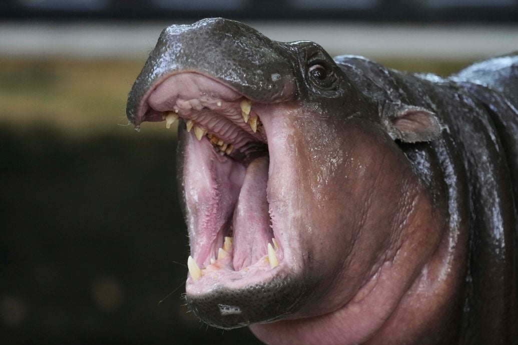 泰国网红侏儒河马“弹跳猪”一岁啦！