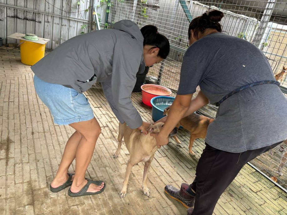 流浪狗被安乐死 | NGO和义工为赎狗奔波 赶拟双赢方案呈交市政厅