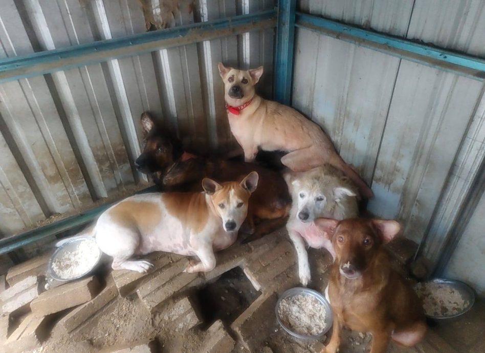 流浪狗被安乐死 | NGO和义工为赎狗奔波 赶拟双赢方案呈交市政厅