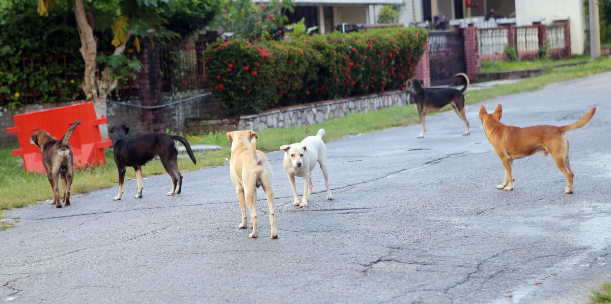 流浪狗被安乐死 | NGO和义工为赎狗奔波 赶拟双赢方案呈交市政厅