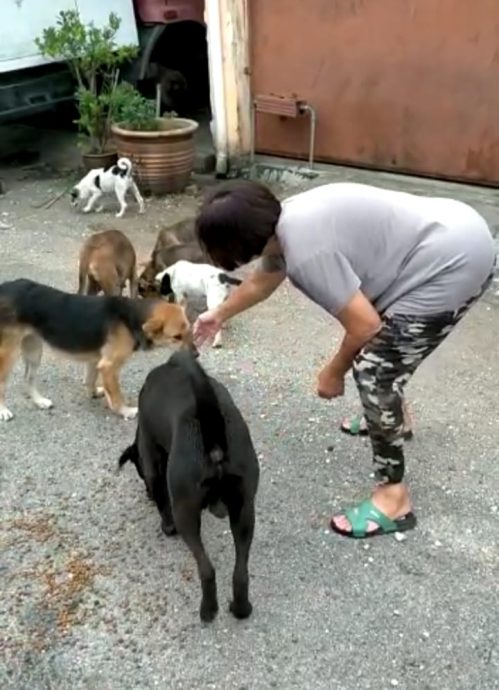 流浪狗被安乐死 | NGO和义工为赎狗奔波 赶拟双赢方案呈交市政厅