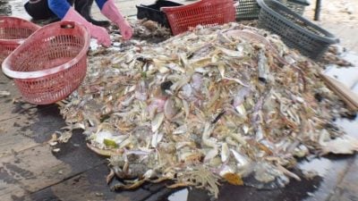 渔业经营条件趋严峻 鱼商纷转战种植养殖业