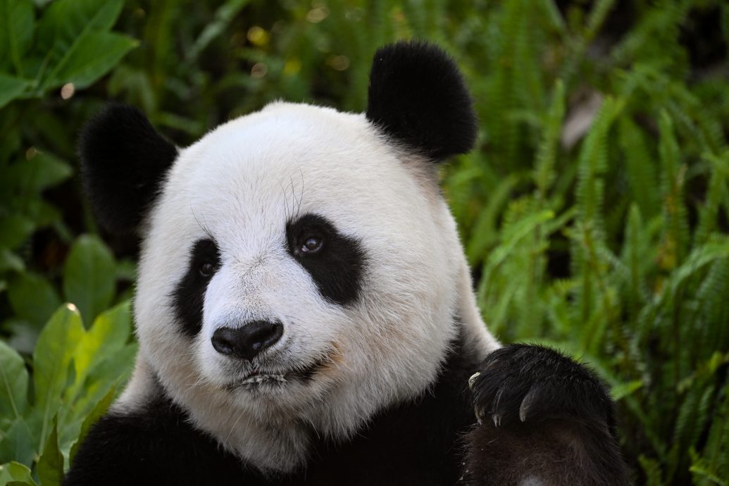 澳总理现身成都探望“老朋友” 以“熊猫外交”结束中国行