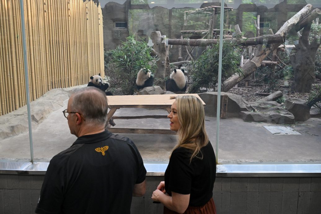 澳总理现身成都探望“老朋友” 以“熊猫外交”结束中国行