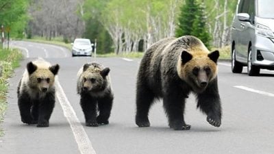熊来了！日本北海道送报男凌晨惨死　居民吓坏：尸体在地上被拖行