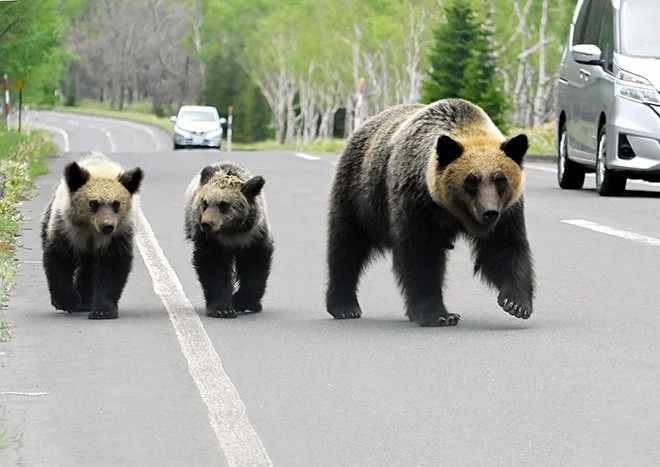 熊来了！日本北海道送报男凌晨惨死　居民吓坏：尸体在地上被拖行