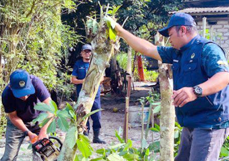 牙也警方执法打毒  毁近50哥冬树 