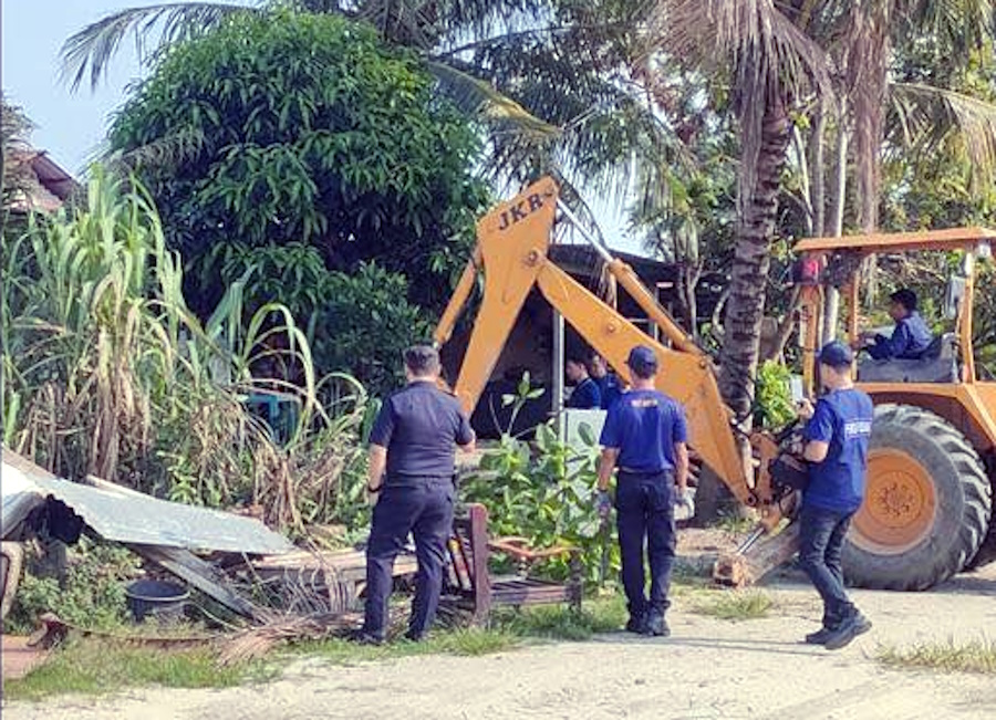 牙也警方执法打毒  毁近50哥冬树 