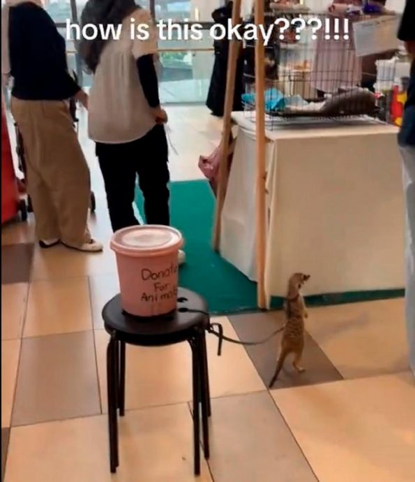 狐獴遭拴椅子当展品还收捐款 网批冷漠男虐待动物!