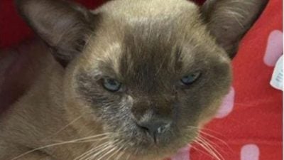 猫咪误闯洗衣机 经过55分钟洗涤奇迹生还