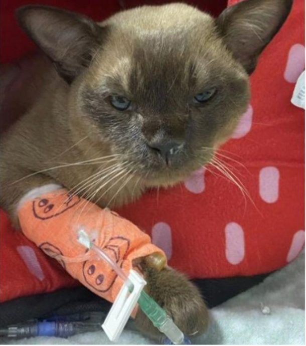  猫咪误闯洗衣机 经过55分钟洗涤奇迹生还   