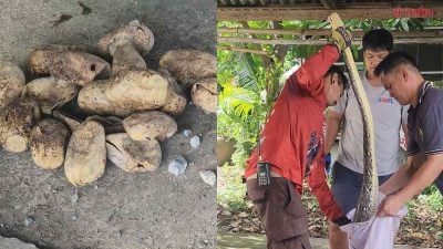 男子泊车惊见蛇头 停车场地下竟是蛇窝
