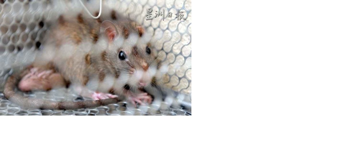 登山喝未清洗罐装饮料青年染鼠尿病4天内病逝