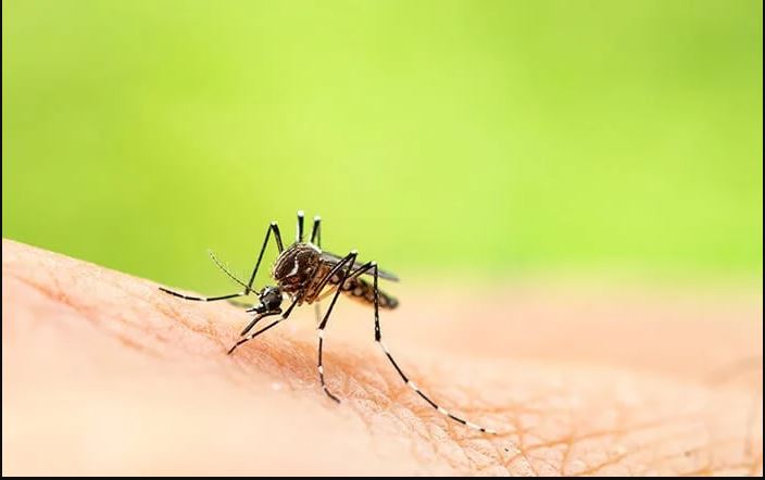 看世界)佛山顺德基孔肯雅热疫情大爆发 开始大规模灭蚊