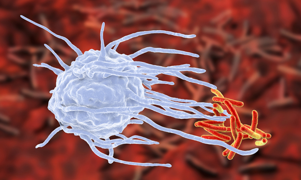 科学家找到分解胆固醇的“重启键”可望改善心血管疾病
